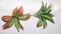 Fake plants