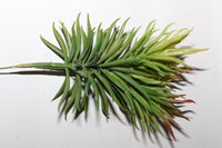 Fake plants