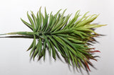 Fake plants