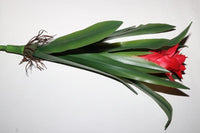 Fake plants