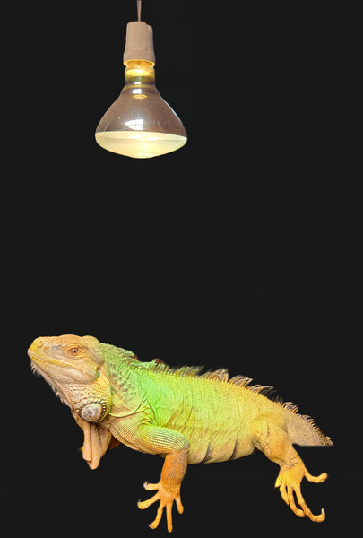 Mercury Vapour Bulb UVA UVB Heat Reptile Garden SA Online Shop