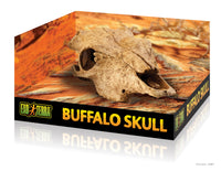 Buffalo Skull