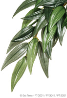 Ruscus