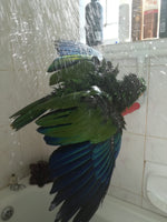 Bird Shower Perches