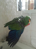 bird shower perch