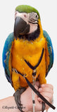 X-Large Bird Harness with Leash