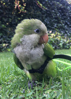 X-Small Bird Harness with Leash