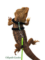 Lizard harnesses