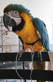 harness for macaw