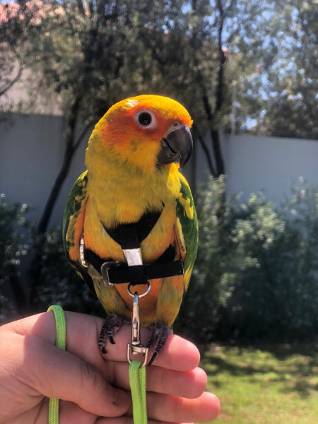 Small Bird Harness with Leash