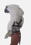 Large Bird Harness with Leash