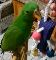 Hanging wood and rope bird toy