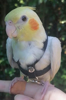 X-Small Bird Harness with Leash